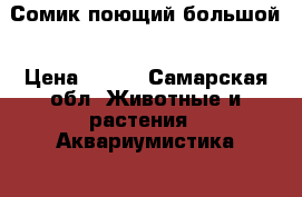 Сомик поющий большой › Цена ­ 200 - Самарская обл. Животные и растения » Аквариумистика   